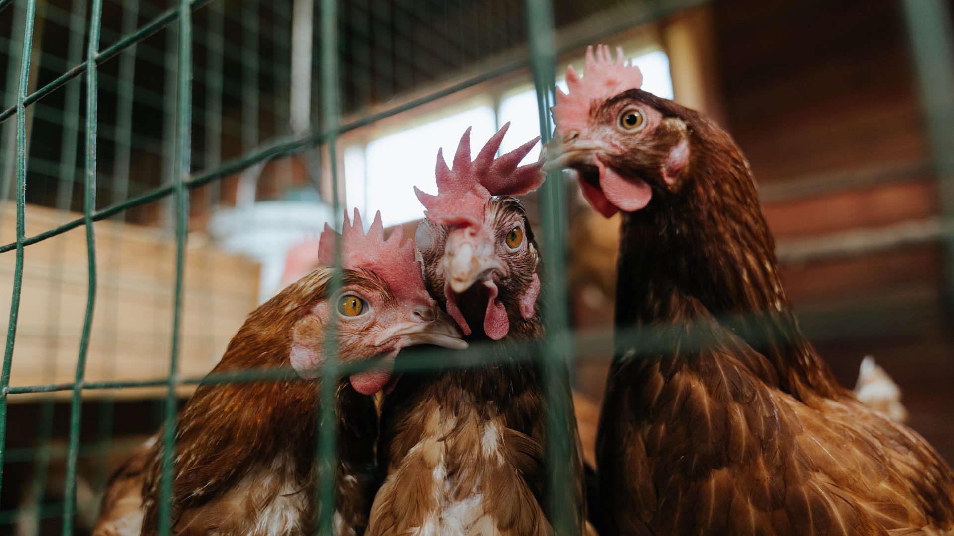 伊朗女足获评“冬奥最佳技术球队”，伊朗有女选手参加奥运会吗