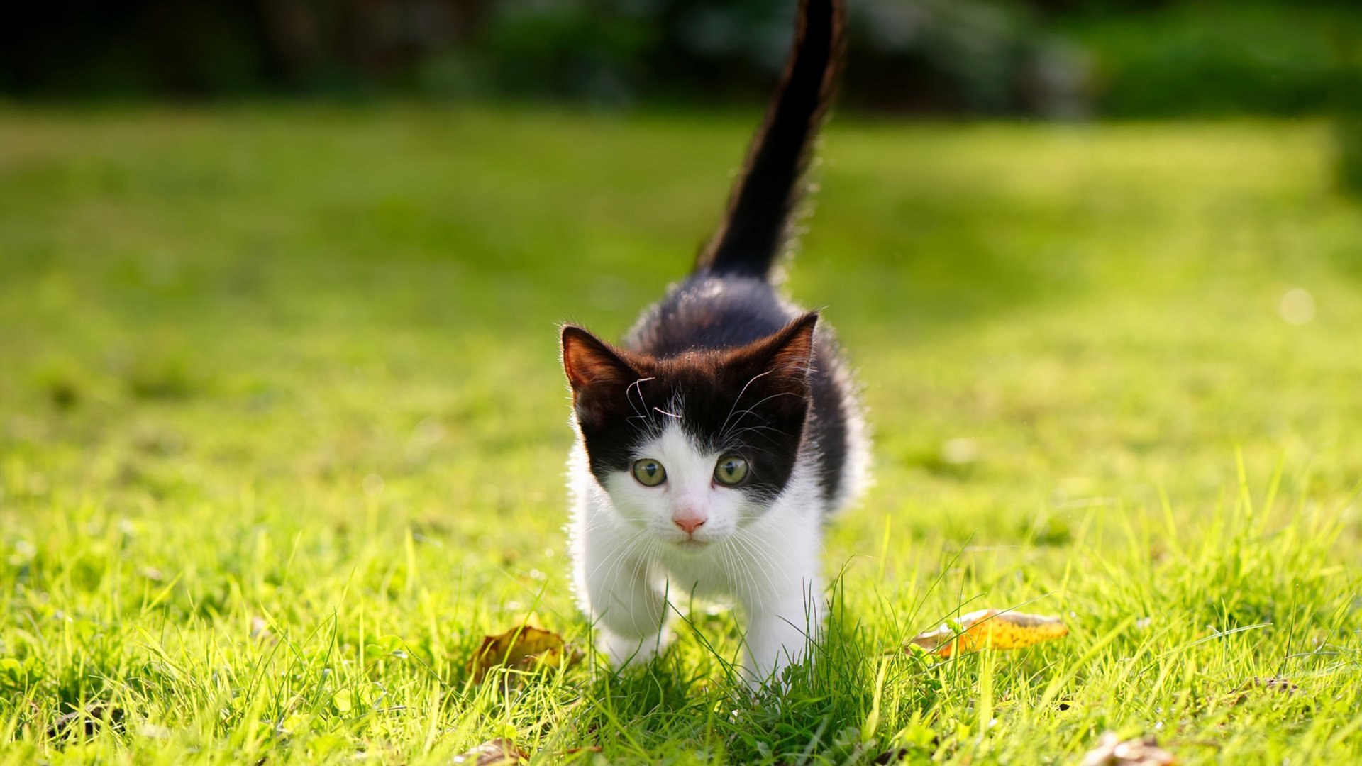 kaiyun中国官方网站-“史上最震撼的封盖瞬间集锦”，封盖图片