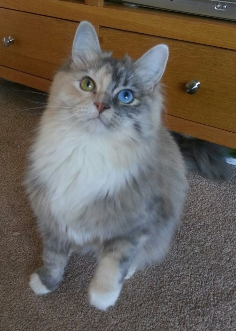 《顶级战队背后的故事：他们的训练与战术哲学》，战队顶级猎杀